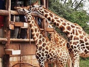 Nairobi National Park with Elephant Orphanage and Giraffe Center.